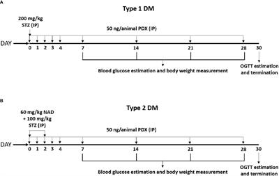 Insights in diabetes: Molecular mechanisms-Protectin DX, an anti-inflammatory and a stimulator of inflammation resolution metabolite of docosahexaenoic acid, protects against the development of streptozotocin-induced type 1 and type 2 diabetes mellitus in male Swiss albino mice